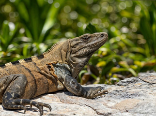 Fotografía De Iguana Descansando Sobre Una Roca.
