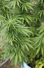 leaves of the marijuana plant from which the psychoactive substance is extracted in a cultivation for medical and recreational use