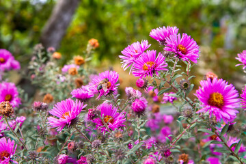A flowering Aster bush pollinated by insects. Aster flowers in the garden.