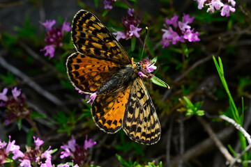 Spotted fritillary on Thyme blossom // Roter Scheckenfalter (Melitaea didyma) auf Thymian-Blüte