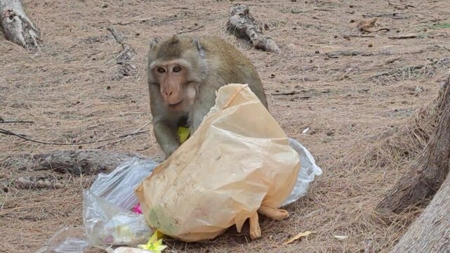 Baboons  monkey Sitting eating food in garbage bags.