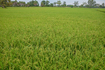 A large rice field with green leaves beginning to produce yellow ears.