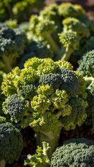 Vibrant broccoli in a sunlit garden highlighting healthy eating.
