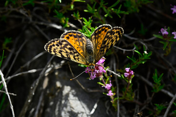 Roter Scheckenfalter (Melitaea didyma) auf Thymian-Blüte // Spotted fritillary on Thyme blossom 