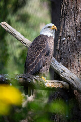 Beautiful bald eagle with yellow beak and white head, sitting on a tree branch in a natural environment forest wild park,  captured through park fence. High quality close up picture for download