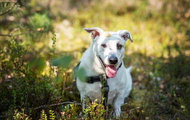 Obraz premium A happy white dog playing in a sunlit forest clearing surrounded by greenery during a warm summer afternoon