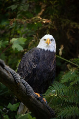 Beautiful bald eagle with yellow beak and white head, sitting on a tree branch in a natural environment forest wild park,  captured through park fence. High quality close up picture for download