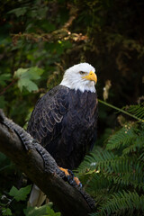 Beautiful bald eagle with yellow beak and white head, sitting on a tree branch in a natural environment forest wild park,  captured through park fence. High quality close up picture for download