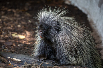 Cute porcupine Erethizon dorsatum trying to desperately get out of the wildlife park. high quality...