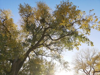 Abstract beautiful autumn fall day, orange color maple in forest, Falling autumn leaves in sunshine day. background, template and wallpaper for season change and vibrant colorful foliage concept