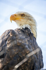 Beautiful bald eagle with yellow beak and white head, sitting on a tree branch in a natural environment forest wild park,  captured through park fence. High quality close up picture for download