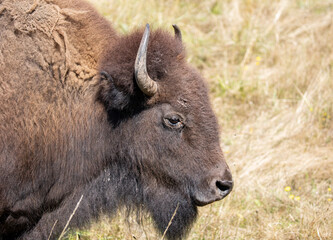 Fototapeta premium Powerful American bison -Bison bison, American buffalo, chilling in the open field meadow of a wildlife park. Close up high quality picture for download