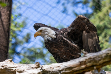 Beautiful bald eagle with yellow beak and white head, sitting on a tree branch in a natural environment forest wild park,  captured through park fence. High quality close up picture for download
