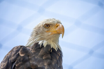 Beautiful bald eagle with yellow beak and white head, sitting on a tree branch in a natural environment forest wild park,  captured through park fence. High quality close up picture for download