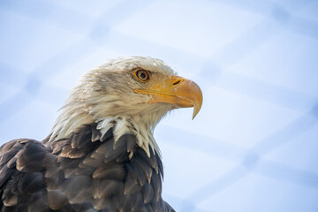 Beautiful bald eagle with yellow beak and white head, sitting on a tree branch in a natural environment forest wild park,  captured through park fence. High quality close up picture for download