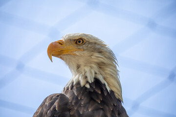 Beautiful bald eagle with yellow beak and white head, sitting on a tree branch in a natural environment forest wild park,  captured through park fence. High quality close up picture for download