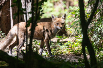 Beautiful orange red fox vulpes vulpes with winter fur shedding off, standing in forest, wildlife park. High quality close up picture for download
