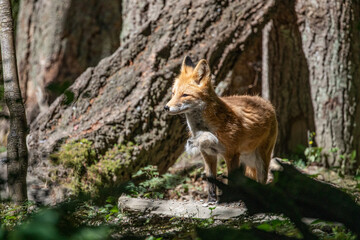 Beautiful orange red fox vulpes vulpes with winter fur shedding off, standing in forest, wildlife park. High quality close up picture for download