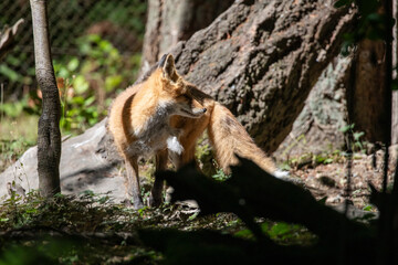 Beautiful orange red fox vulpes vulpes with winter fur shedding off, standing in forest, wildlife park. High quality close up picture for download