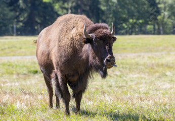 Powerful American bison -Bison bison, American buffalo, chilling in the open field meadow of a wildlife park. Close up high quality picture for download