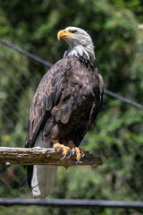 Fototapeta premium Beautiful bald eagle with yellow beak and white head, sitting on a tree branch in a natural environment forest wild park, captured through park fence. High quality close up picture for download