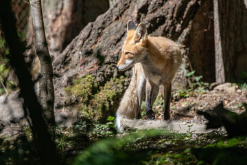 Beautiful orange red fox vulpes vulpes with winter fur shedding off, standing in forest, wildlife park. High quality close up picture for download