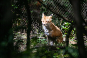 Beautiful orange red fox vulpes vulpes with winter fur shedding off, standing in forest, wildlife park. High quality close up picture for download