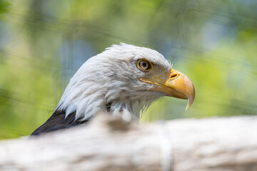 Beautiful bald eagle with yellow beak and white head, sitting on a tree branch in a natural environment forest wild park,  captured through park fence. High quality close up picture for download