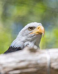 Beautiful bald eagle with yellow beak and white head, sitting on a tree branch in a natural environment forest wild park,  captured through park fence. High quality close up picture for download