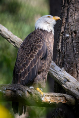 Beautiful bald eagle with yellow beak and white head, sitting on a tree branch in a natural environment forest wild park,  captured through park fence. High quality close up picture for download