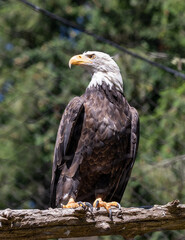 Beautiful bald eagle with yellow beak and white head, sitting on a tree branch in a natural environment forest wild park,  captured through park fence. High quality close up picture for download