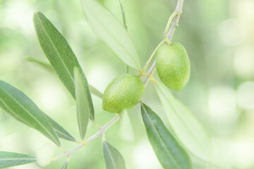 枝になったオリーブの実