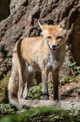Beautiful orange red fox vulpes vulpes with winter fur shedding off, standing in forest, wildlife park. High quality close up picture for download