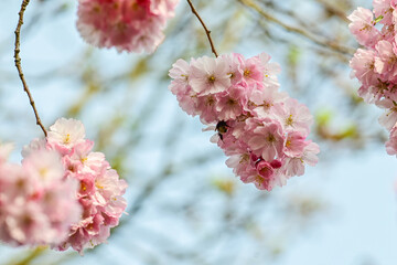 blossoming pink flowers of the Japanese flowering cherry (Prunus serrulata) in spring against a blue sky, cherry blossom, ornamental cherry, spring cherry
