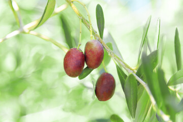 枝になったオリーブの実