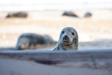 Fototapeta premium A curious female grey seal looks over towards the camera.