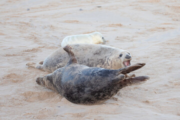 Two female grey seals fight over a seal pup during the pupping season in Norfolk.