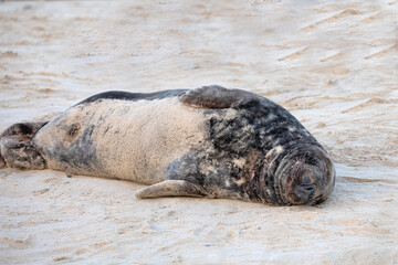 A large male grey seal sleeping at Horsey Gap during the pupping season.