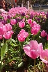 pink tulips in the garden
