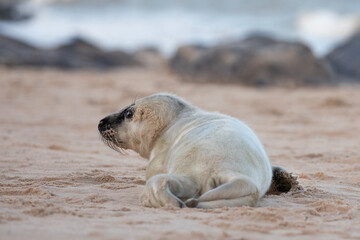 Fototapeta premium A newborn grey seal pup crawls along the sandy shores of Norfolk.