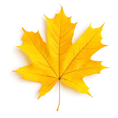 Fototapeta premium Yellow Autumn and Fall maple leaf on a white background 