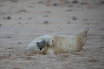 A cute grey seal pup having a nap close to it's mother.