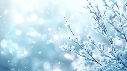 banner winter background - icy twigs and bokeh in blue and white for winter advertisement transparent background