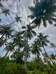 Palm trees against sky