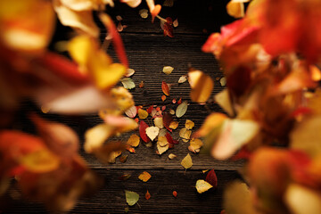 Abstract autumn background with blurred colorful leaves, close up view
