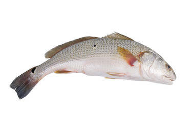 Red drum fish isolated on white.