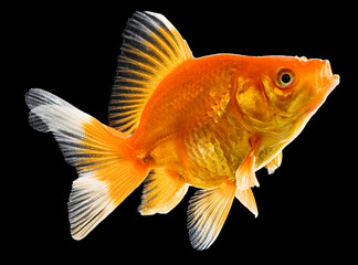 Gold fish en fondo negro