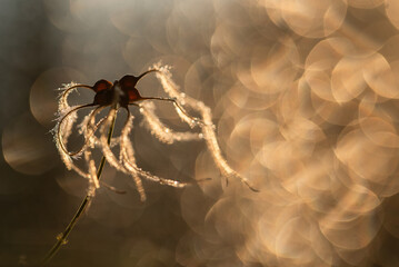 Clematis nasiona, dmuchawiec, w ciepłych kolorach w rosie, tapeta. © Elżbieta Kaps