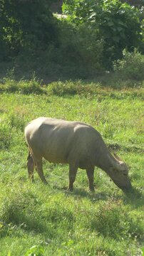 buffalo grazing in a field