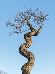 A solitary tree with contorted branches and striking bark patterns rises against a backdrop of pristine blue.